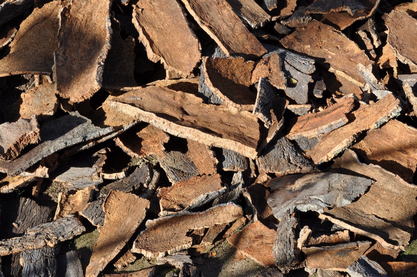 Harvested cork oak bark, close up